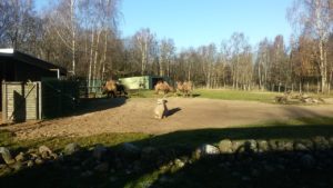 Таллиннский зоопарк верблюды