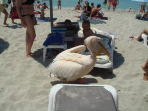 Nissi Beach пеликаны