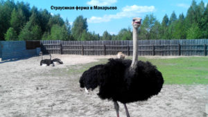 Макарьевский страус