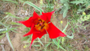 Цветение степных тюльпанов