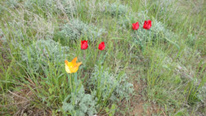 Цветение степных тюльпанов