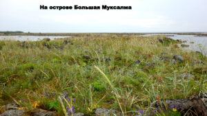 Природа Большой Муксалмы