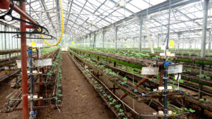 Клубничная ферма Strawberry_44