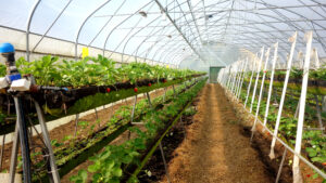 Клубничная ферма Strawberry_44