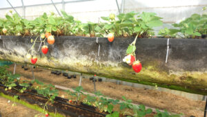 Клубничная ферма Strawberry_44