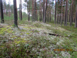 Красивая природа Приозёрского района