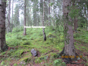 Красивая природа Приозёрского района