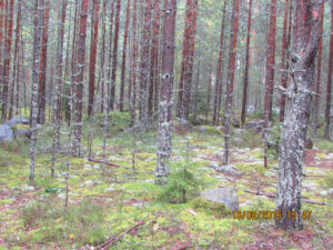 Красивая природа Приозёрского района