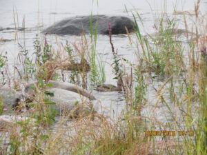 Посёлок Сторожевое