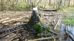 Гатчинские гейзеры