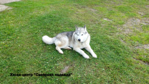 Питомник "Северная надежда"