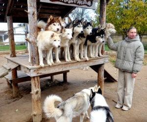 Питомник "Северная надежда"