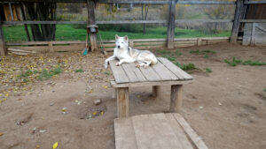 Питомник "Северная надежда"