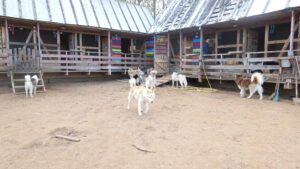 Питомник "Северная надежда"