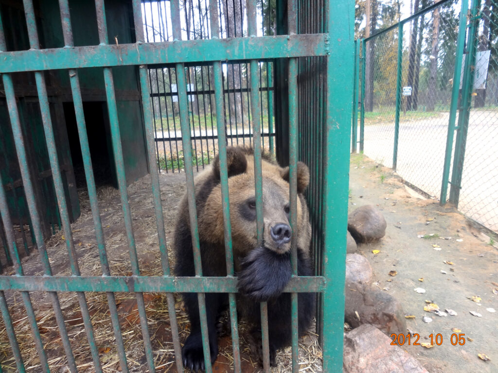 Костромской зоопарк — вольеры с животными в живописном лесопарке