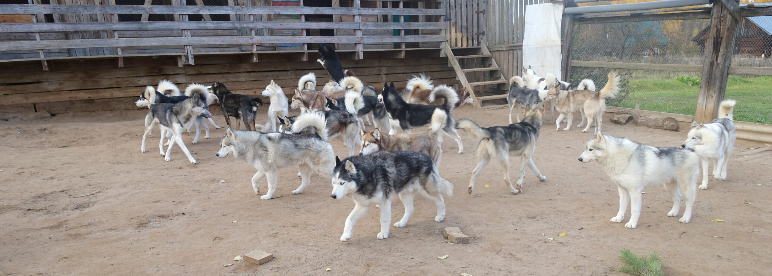 Питомник "Северная надежда"